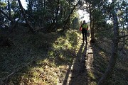 56 In salita al Pizzo Rabbioso tra pini mughi ad alto fusto